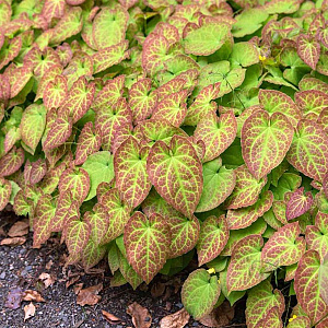 Epimedium gr. 'Akakage' GM C1.5