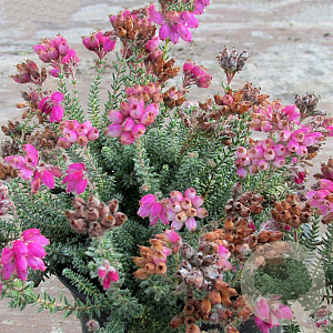 Erica tetralix 'Con Underwood' GM P10,5