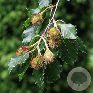 Fagus syl. 'Quercoides' 12-14 HO draadkluit 3 X verplant