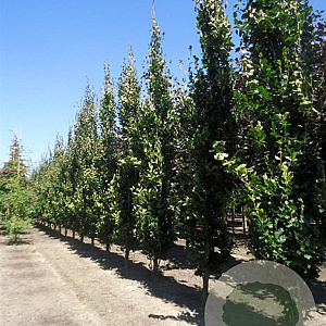 Fagus sylvatica 'Dawyck' 10-12 HO draadkluit 2 X verplant