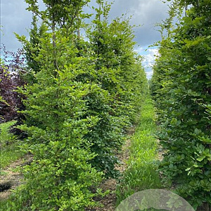 Fagus sylvatica 12-14 cm draadkluit BEVEERD
