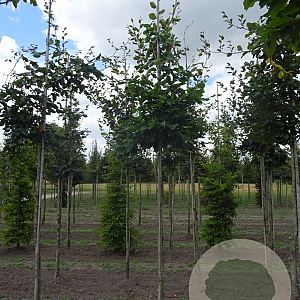 Fagus sylvatica 12-14 HO draadkluit 3 X verplant