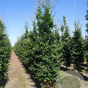 Fagus sylvatica 14-16 cm draadkluit beveerd 