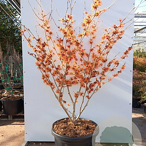 Hamamelis intermedia 'Orange Beauty' 10-12 cm container