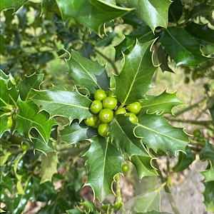 Ilex aquifolium 14-16 HO draadkluit 3 X verplant