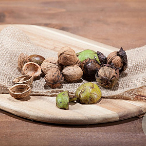 Juglans regia 16-18 HO draadkluit 3 X verplant