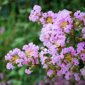 Lagerstroemia indica 'Muskogee' 250-300 cm container meerstammig