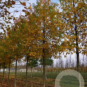 Liquidambar styraciflua 'Jason' 10-12 HO draadkluit 2 X verplant