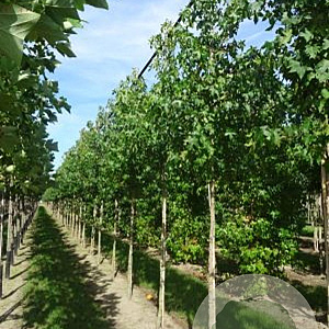 Liquidambar styraciflua 18-20 HO draadkluit 3 X verplant