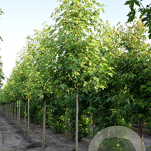Liquidambar s. 'Worplesdon' 10-12 HO draadkluit 2 X verplant