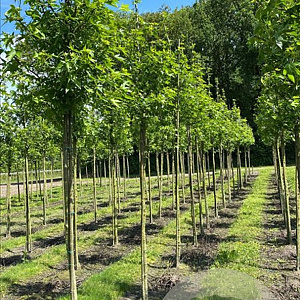 Liquidambar s. 'Worplesdon' 25-30 HO draadkluit 3 X verplant