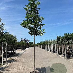 Liriodendron tulipifera 12-14 cm container