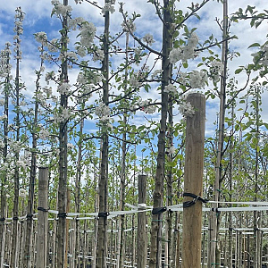 Malus 'Evereste' 14-16 HO draadkluit 3 X verplant
