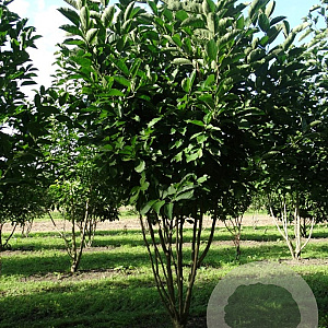Magnolia kobus 250-300 cm draadkluit meerstammig
