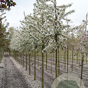 Malus 'Red Sentinel' 12-14 HO draadkluit 3 X verplant