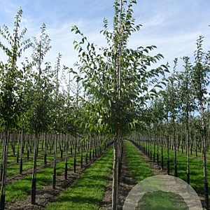 Ostrya carpinifolia 14-16 HO draadkluit 3 X verplant