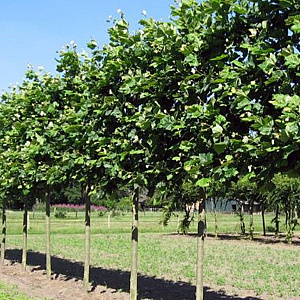 Platanus hispanica 'Malburg' 18-20 HO draadkluit dakvorm 240 6 armen 3x verlplant