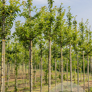 Prunus 'Umineko' 16-18 HO draadkluit 3 X verplant