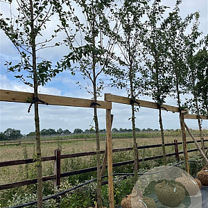 Prunus yedoensis 14-16 HO draadkluit 3 X verplant