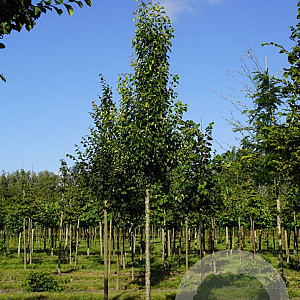 Pyrus calleryana 'Chanticleer' 20-25 HO draadkluit 3 X verplant