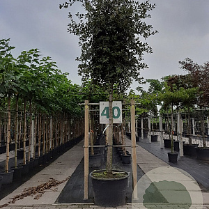 Quercus ilex 20-25 cm container