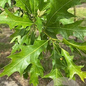 Quercus palustris 14-16 HO draadkluit 3 X verplant