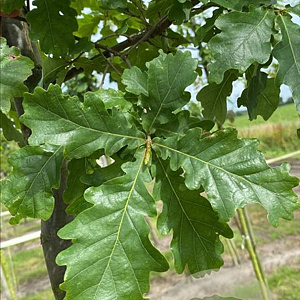 Quercus robur 12-14 HO draadkluit 3 X verplant