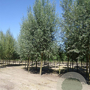 Salix alba 'Belders' 14-16 HO draadkluit 3 X verplant Knotvorm
