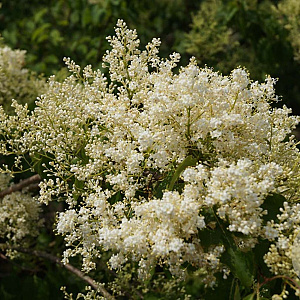 Syringa pekinensis 12-14 cm container