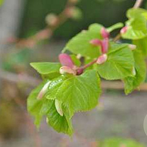 Tilia cordata 'Winter Orange' 10-12 HO draadkluit 2 X verplant