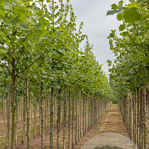 Tilia europaea 'Pallida' 14-16 HO draadkluit 3 X verplant