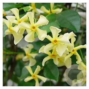 Trachelospermum as. Ch. and Vanilla GM C1.5