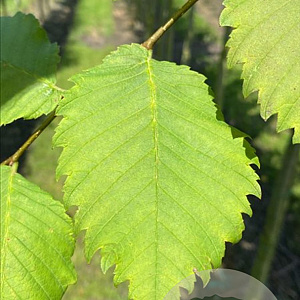Ulmus laevis 14-16 HO draadkluit 3 X verplant