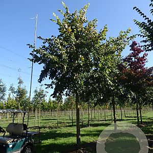 Ulmus laevis 16-18 HO draadkluit 3 X verplant