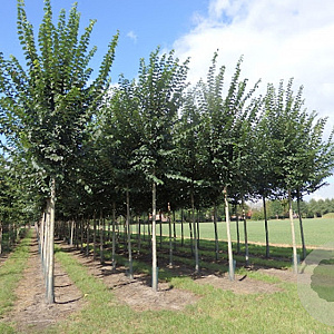 Ulmus minor Vada 16-18 HO draadkluit 3 X verplant