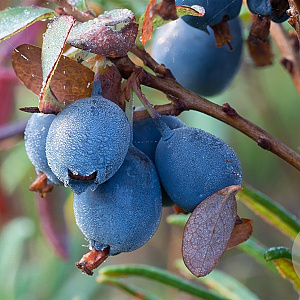 Vaccinium uliginosum GM P9.5