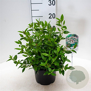 Viburnum tinus 25-30 cm 3,5L