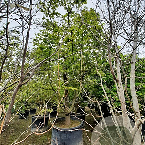 Acer palmatum 500-550 cm container solitair