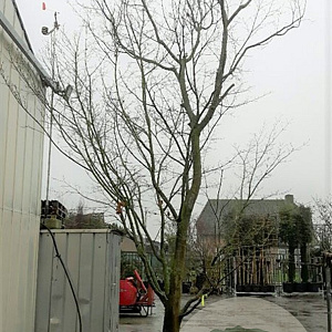 Acer palmatum 500-550 cm container solitair