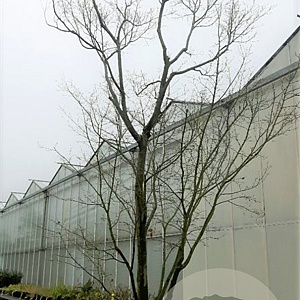 Acer palmatum 500-550 cm container solitair