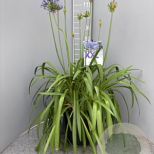 Agapanthus Eydori Blue GM 15L