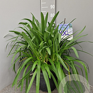 Agapanthus Eydori Blue GM 15L