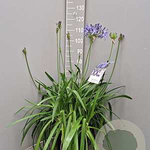 Agapanthus Eydori Blue GM 15L