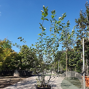 Amelanchier lamarckii 125-150 cm 25L