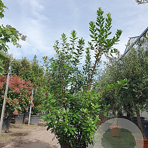 Arbutus unedo 125-150 cm 45L