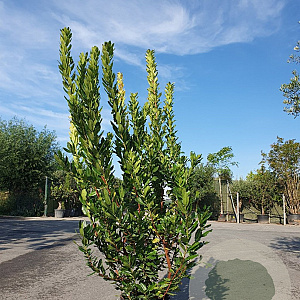 Arbutus unedo 150-175 cm 25L