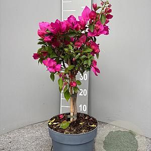 Bougainvillea glabra 70 cm stam 5,0L