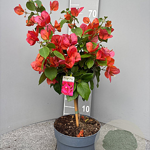Bougainvillea glabra 70 cm stam 5,0L