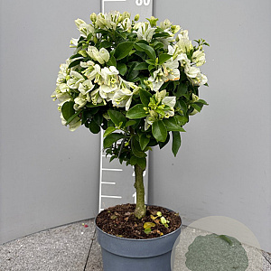 Bougainvillea glabra 70 cm stam 5,0L