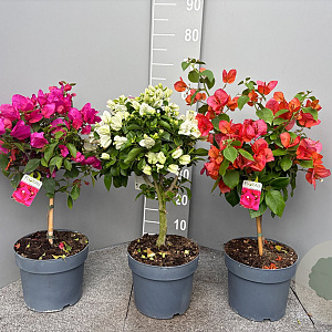 Bougainvillea glabra 70 cm stam 5,0L